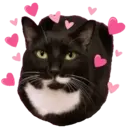 Aww Gatitos 2. mov 9