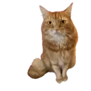 Aww Gatitos 2. mov 24