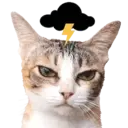 Aww Gatitos 2. mov 21