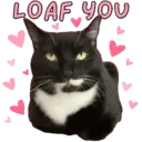 Aww Gatitos 2. mov 18