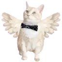 Aww Gatitos 2. mov 12