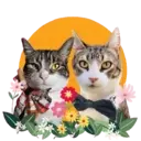 Aww Gatitos 2. mov 29