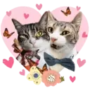 Aww Gatitos 2. mov 1