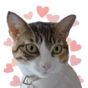 Aww Gatitos 2. mov 28