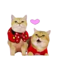 Aww Gatitos 2. mov 6