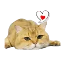 Aww Gatitos 2. mov 20
