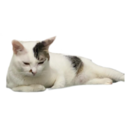 my cat Oreo 15