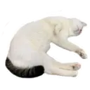 my cat Oreo 6