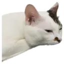 my cat Oreo 9
