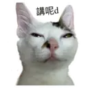 my cat Oreo 23