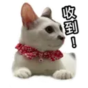 my cat Oreo 14