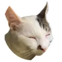 my cat Oreo 27