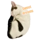 my cat Oreo 21
