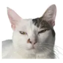 my cat Oreo 12