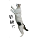 my cat Oreo 22