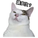 my cat Oreo 20