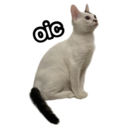 my cat Oreo 30