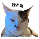 my cat Oreo 26