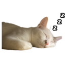my cat Oreo 29
