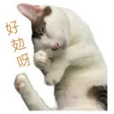 my cat Oreo 24