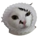 my cat Oreo 16