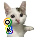 my cat Oreo 11