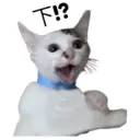 my cat Oreo 28