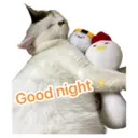 my cat Oreo 17