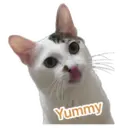 my cat Oreo 1