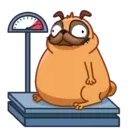 Pug (Animated) 16