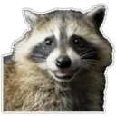 Raccoon 3
