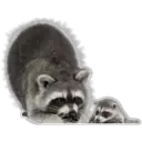 Raccoon 4
