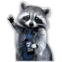 Raccoon 23