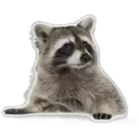 Raccoon 17