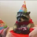 Raccoon 12