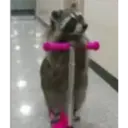 Raccoon 18