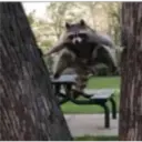 Raccoon 11