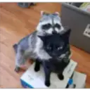 Raccoon 20