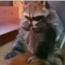 Raccoon 27