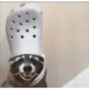 Raccoon 19
