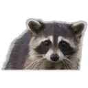 Raccoon 8