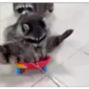 Raccoon 15