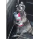 Raccoon 22