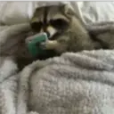 Raccoon 6