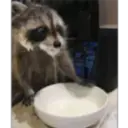 Raccoon 1