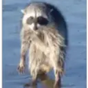 Raccoon 28