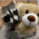 Raccoon 24