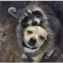 Raccoon 14