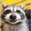 Raccoon 13