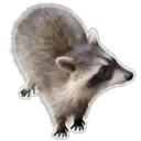 Raccoon 9